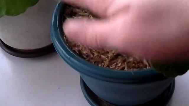 Цветы на подаконнике смотреть онлайн