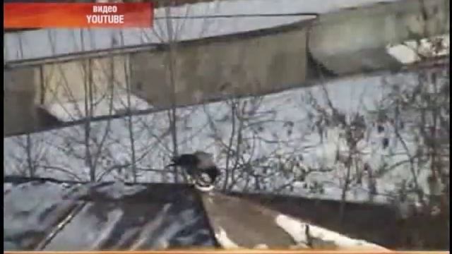 Ворона-скейтбордист смотреть онлайн