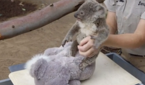 Взвешивание малыша коалы 