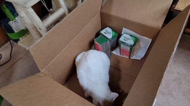 Подарки для Кота на Новый Год 2021 смотреть онлайн