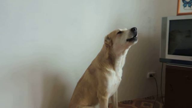 Алабай зажигает смотреть онлайн