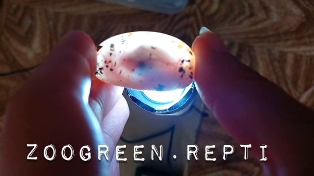 Эмбрион эублефара в яйце, эублефар в яйце, развитие эублефара, малыш смотреть онлайн