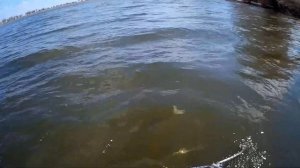 Жерех весной Астрахань