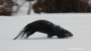 Выдра катается по снегу. Is the otter having fun?