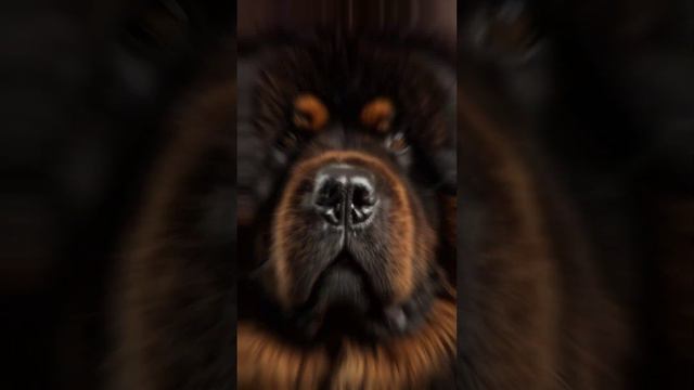 The dog# tibetan Mastiff#tibetanmastiffdog#short#viral#viralshort#shortvideo#short#lokesh смотреть онлайн