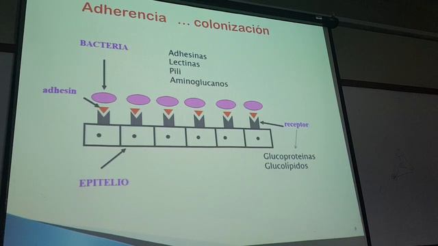 Microbilogia clase 2 2/2 смотреть онлайн