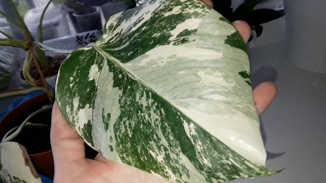 КОМНАТНЫЕ ЦВЕТЫ.МОИ НОВИНКИ.ПОКУПКИ.(1 ЧАСТЬ.) смотреть онлайн