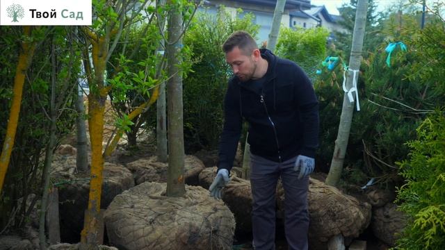Крупномеры: выбираем лиственное #Крупномеры