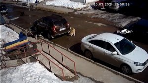 Стая собак напала на кошку.