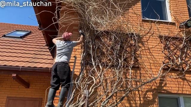 Как правильно ухаживать за Кампсисом на фасаде дома смотреть онлайн