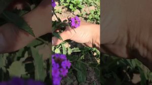 Вербена многолетняя ,кореопсис