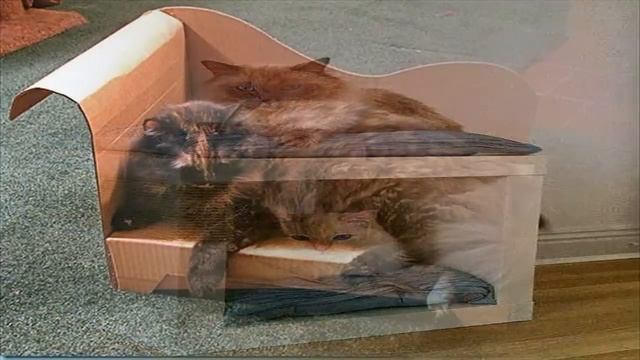 Мир поделок и самоделок необычная мебель для котов из хлама от дизайнеров хенд мейд своими руками смотреть онлайн