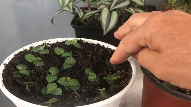 Каллизия ползучая. Оформляем балконы, веранды и т. д. смотреть онлайн