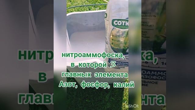 ПЕРВАЯ ПОДКОРМКА ГОРТЕНЗИЙ #гортензия #удобрение #гортензиявсаду #подкормкарастений #огород #клумба