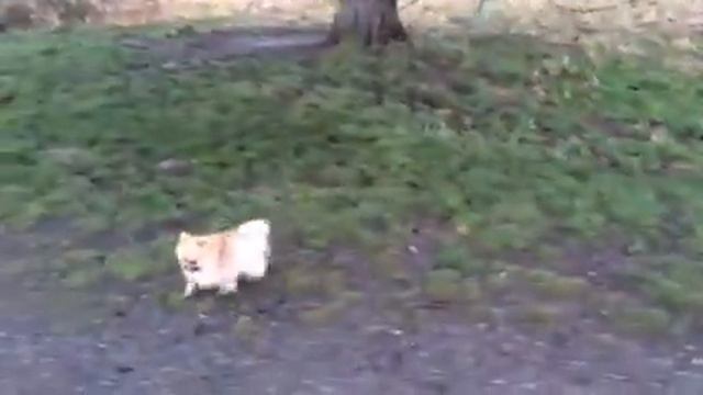 Thursday afternoon munchkin March. February 11, 2016 смотреть онлайн