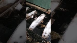 Самодельный вездеход на гусеницах.  Михалычу 70 лет и он не сидит на месте?#самоделки #вездеход