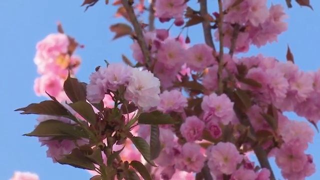18 мая /Народный праздник "ДЕНЬ ИРИНЫ/АРИНЫ". Приметы, традиции, что КАТЕГОРИЧЕСКИ ЗАПРЕЩЕНО