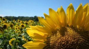 Выращивание подсолнечника как бизнес идея
