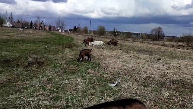 Фильтрация воды в частном доме// Старшая овца// Как борюсь с клещами у коз// Пиростоп или Эпримек
