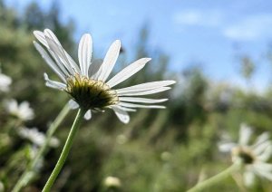 Ципа. Витим. Часть пятая (продолжение в следующей части)