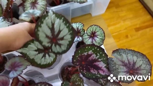 Излишки комнатных растений .20 июня 2022 г.
