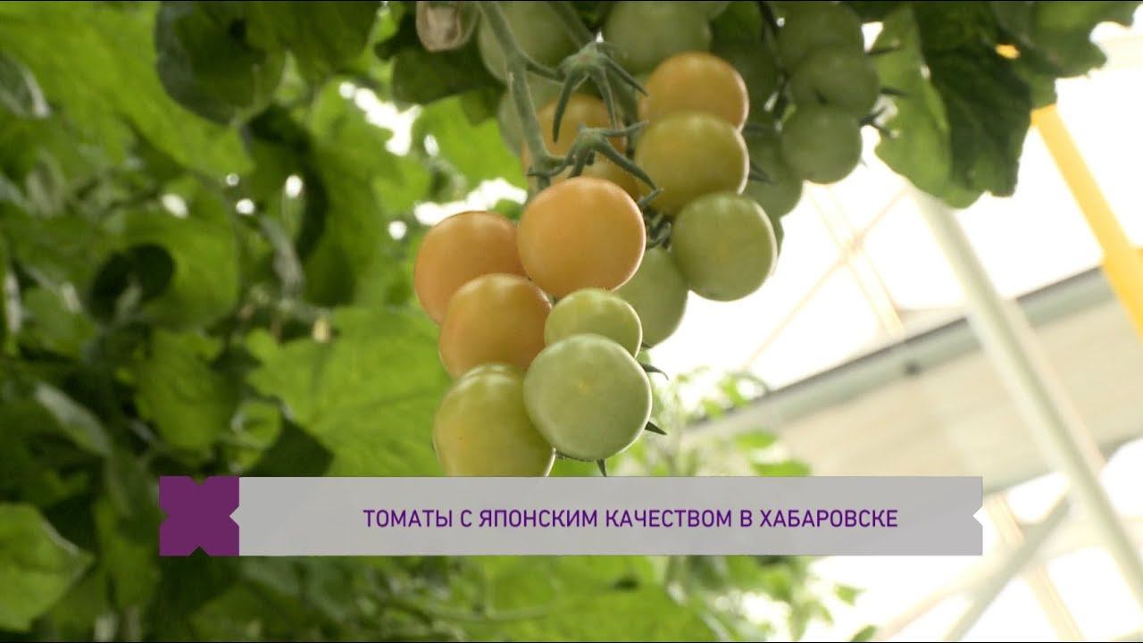 Японские помидоры в Хабаровск их теплицах