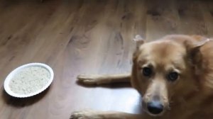 Воспитание щенка. Лайка, Команда ФУ