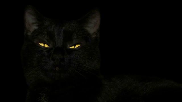 Черная кошка, черный кот. О кошках черного окраса.