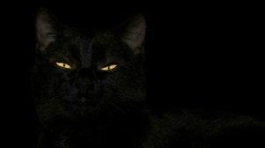 Черная кошка, черный кот. О кошках черного окраса.