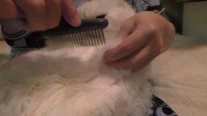 Как распутать колтуны