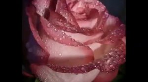 Твой день рождения   Поздравляет Коля Басков