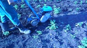 Прополка картофеля мотокультиватором  Крот