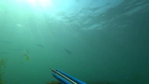 Подводная охота в Черном море на кефаль с "заманухой".На жареху все-таки взял.Одесса.