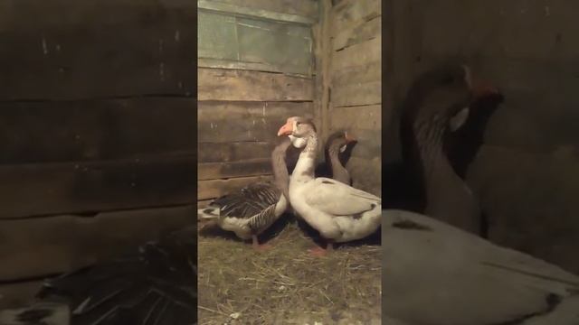 порода/холмогорские гуси. смотреть онлайн