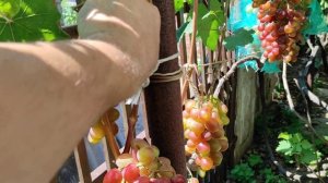Красная Планета виноград 11 08 20 Теплова Татьяна