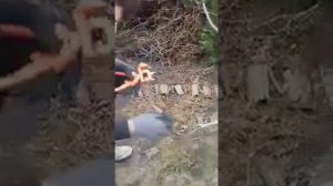 Несколько сортов яблок на одной яблоне. Эффективный и быстрый метод. Используем хороший инструмент.