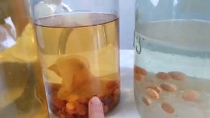 Что делать, если индийский морской рис перестоял?