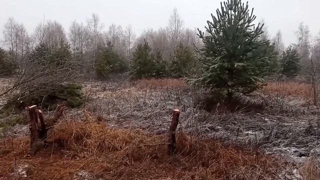 #сказочныйлес#бонус#сюрприз Сказочный лес/Бонус/Сюрприз/Продолжаю расчистку участка от леса