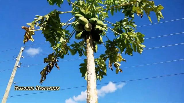 ПАПАЙЯ выращенная в домашних условиях смотреть онлайн