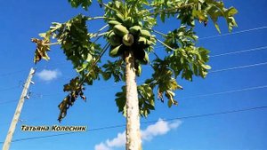 ПАПАЙЯ выращенная в домашних условиях