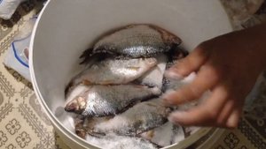 Засол плотвы сухим посолом.