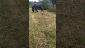 Средство от оводов, мух, комаров для животных #лошадь