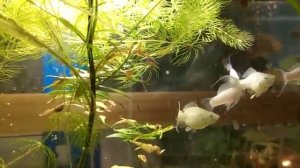 Моллинезия снежинка, велифера белая