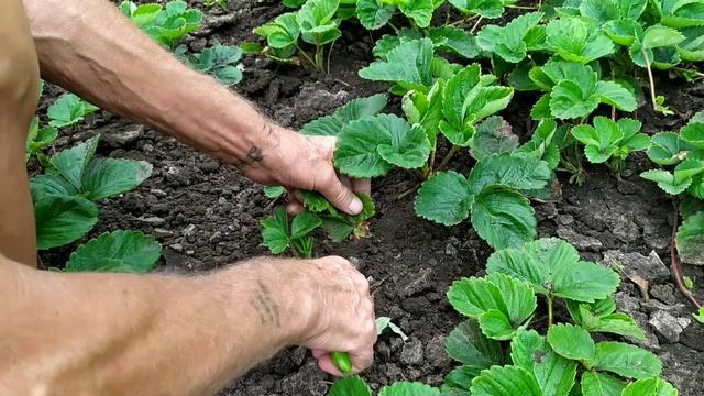 Клубника ?.Подготовка клубники для пересадки.Отделение розеток. смотреть онлайн