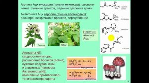 Лекция 10 "Мозг и гомеостаз" Лектор: Дубынин В.А. (МГУ)
