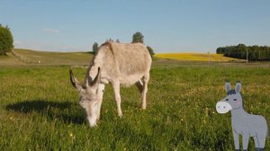 Farm Animals for Kids | Farm animal with sounds by @KidsTimeLearning