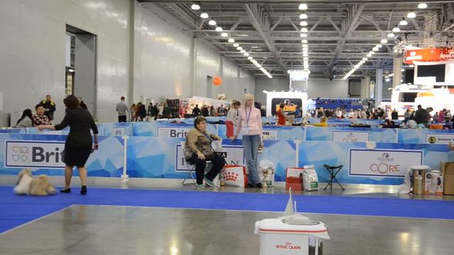 Национальная выставка ши-тцу 2017 (сравнение на "Лучшую суку"). смотреть онлайн