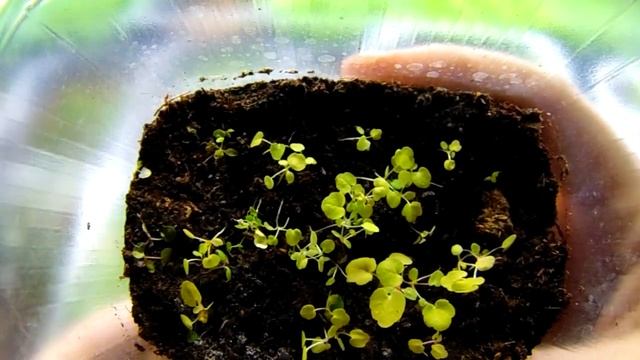 ГЕЙХЕРА ИЗ СЕМЯН ПРОДОЛЖЕНИЕ . ЖЕЛТЫЕ СЕЯНЦЫ ГЕЙХЕРЫ -КАКИЕ ЕСТЬ НЮАНСЫ . смотреть онлайн