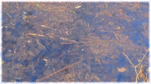 Весна 2020. Нерест Щуки!!!