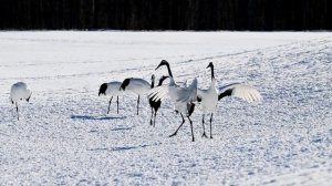 Белые журавли Япония